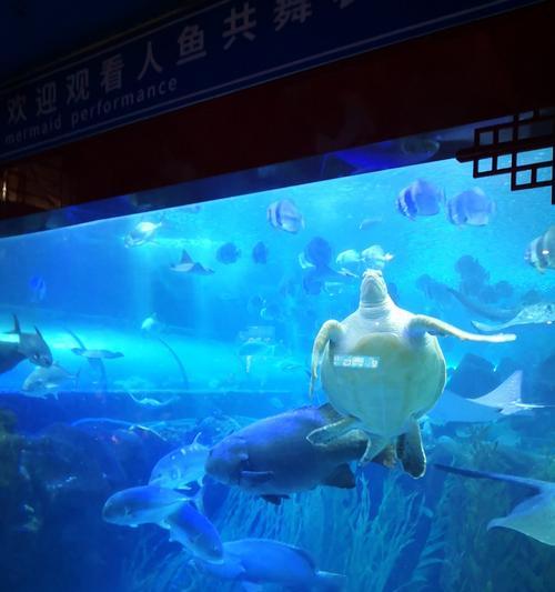 探寻文明大爆炸水族馆和剧场之间的差异（以游戏为主的互动体验与专业表演的视听盛宴）