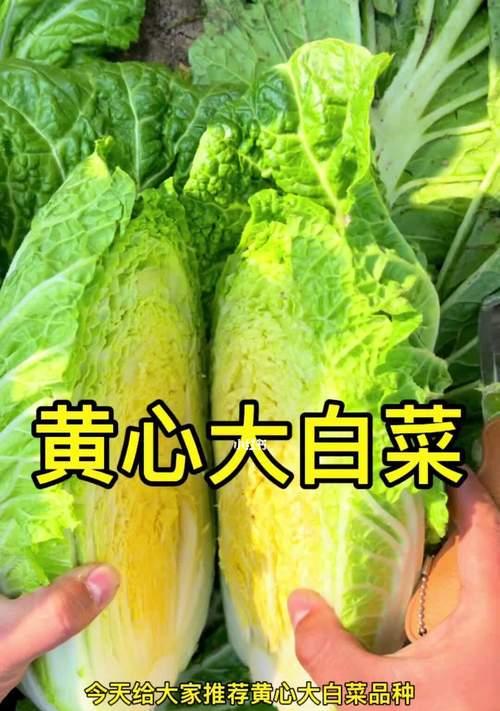 打造小森生活的白菜花园，轻松种植白菜